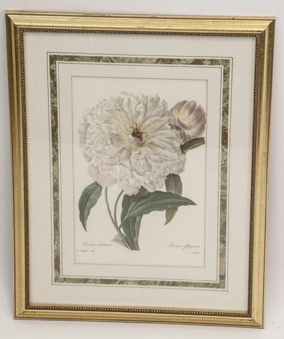 Print of Peony Botanical Engraving Framed (1 of 3)