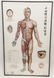 Vtg Chinese Acupuncture / Anatomical Chart Framed