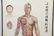 Vtg Chinese Acupuncture / Anatomical Chart Framed - 5