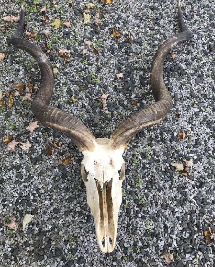 Antique Antelope Skull w Intact Set of Horns (1 of 3)