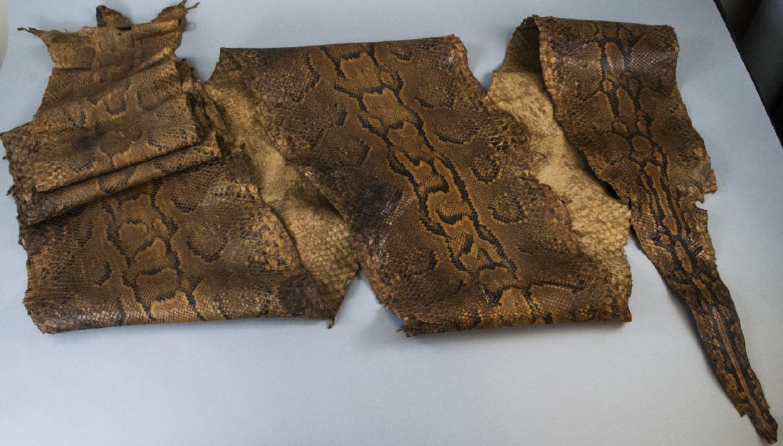 Burmese Python Snake Skin Hide / Pelt (1 of 7)