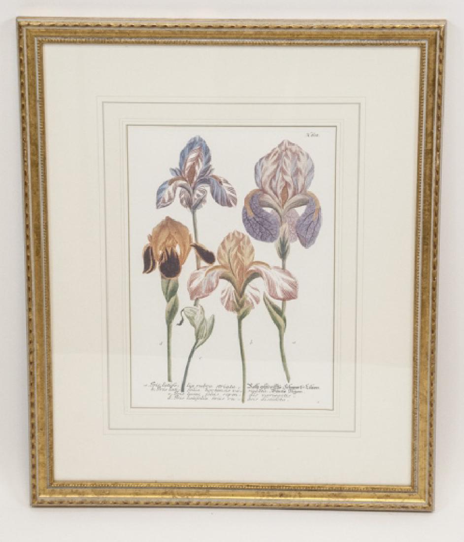 Botanical / Natural Specimen Engraving Print (1 of 4)