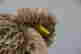 item-65962354=3
