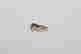 item-67029649=4