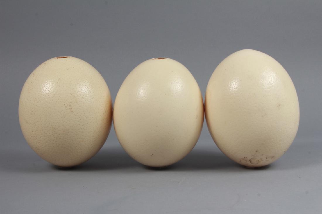 Group of Three Natural Specimen Ostrich Eggs (1 of 5)