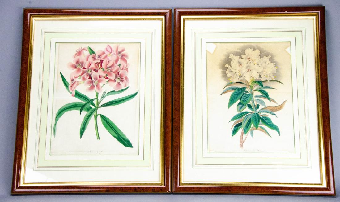 Pair Framed FW Smith Colored Botanical Prints: Pair Framed FW Smith Colored Botanical Prints. This lot includes a pair of FW Smith colored botanical prints. Both are professionally matted and framed in burled frames. Frame measures 18.5 inches x 1