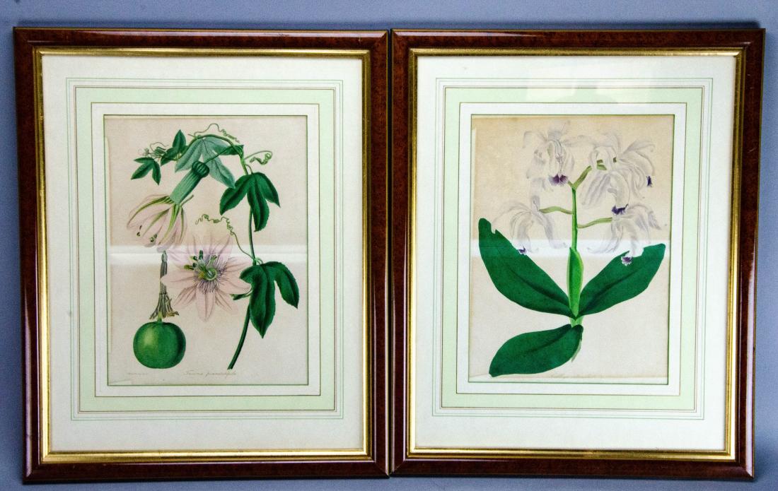 Pair Framed FW Smith Colored Botanical Prints: Pair Framed FW Smith Colored Botanical Prints. This lot includes a pair of FW Smith colored botanical prints. Both are professionally matted and framed in burled frames. Frame measures 18.5 inches x 1