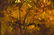 Ray Swanson "Autumn's Palette" Oil Painting - 5