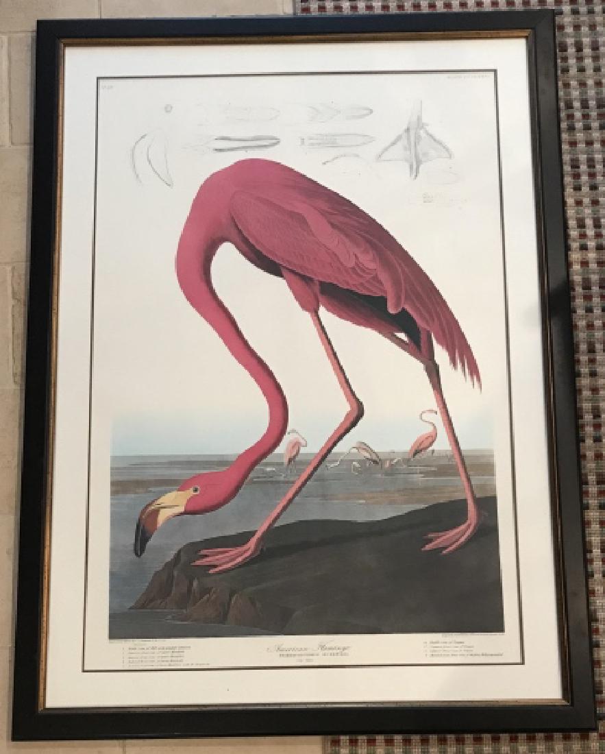After John James Audubon Flamingo Large Print (1 of 4)