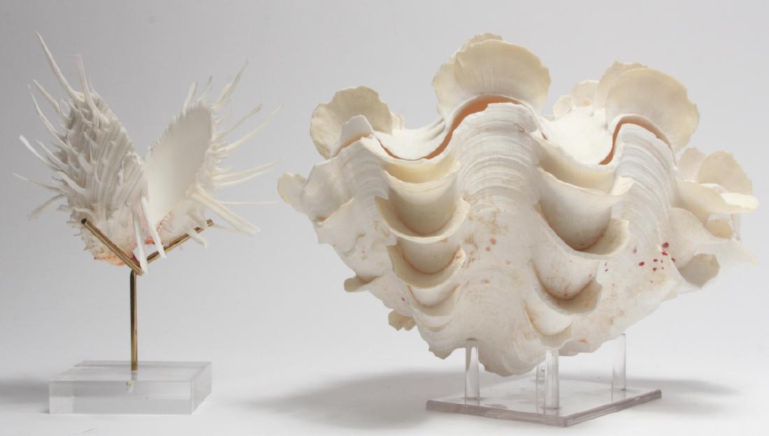 2 Natural Specimen Sea Shells W Displays (1 of 9)