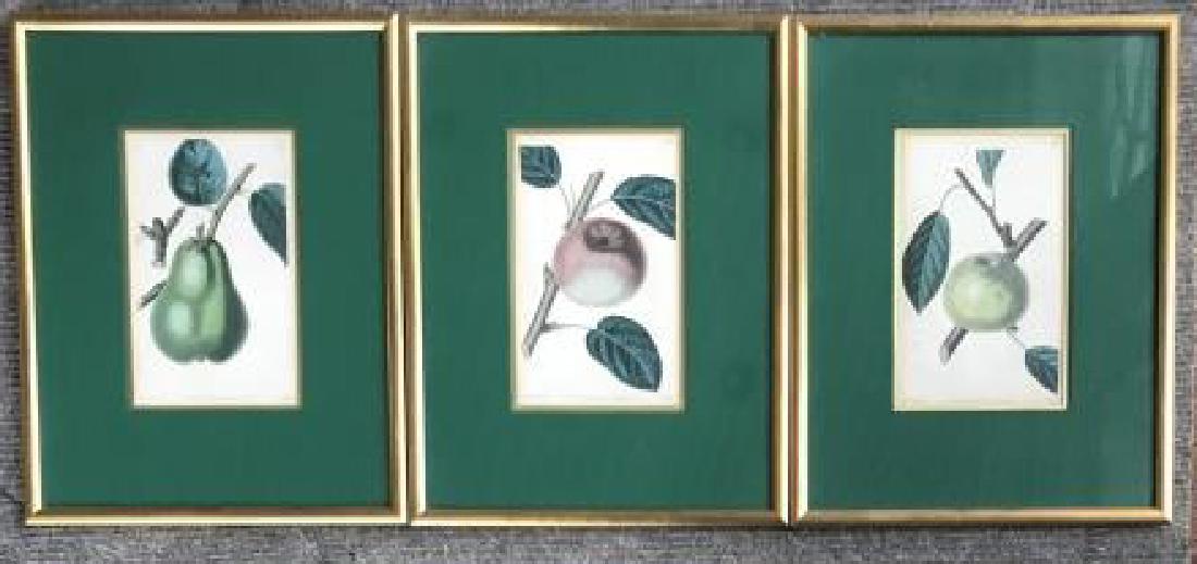 Antique Early 19th C Framed Engravings of Fruit (1 of 4)