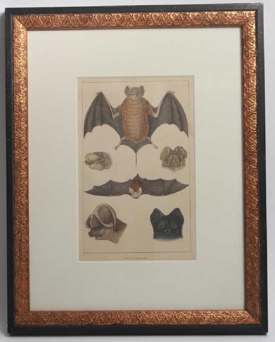 Antique 19th C Framed Color Engraving of Bats (1 of 6)