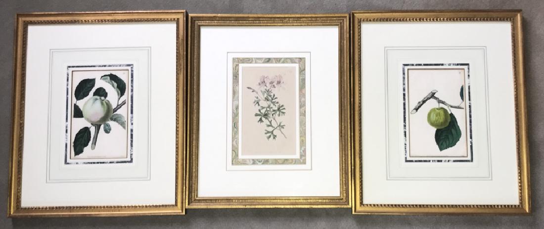 Pair Antique Fruit Prints & Framed Botanical Print (1 of 4)