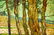 Attributed to Emile Schuffenecker Oil Painting - 4
