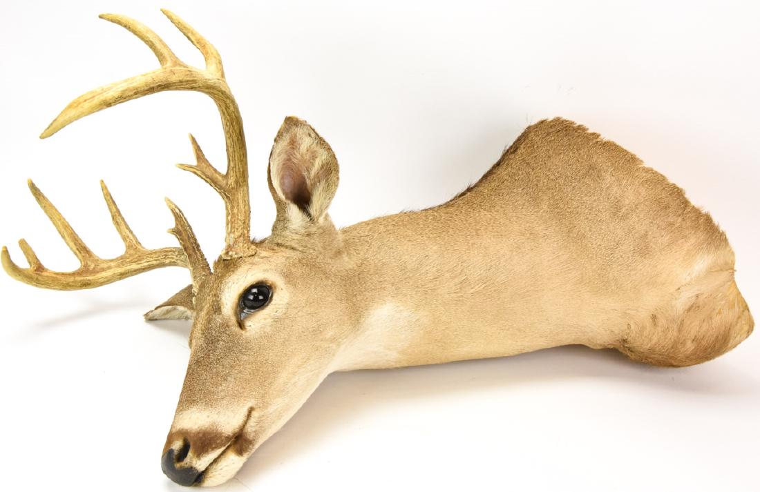 Whitetail Deer Shoulder Taxidermy Mount: Whitetail Deer Shoulder Taxidermy Mount. Measures approximately 32 inches x 13 inches x 16 inches.