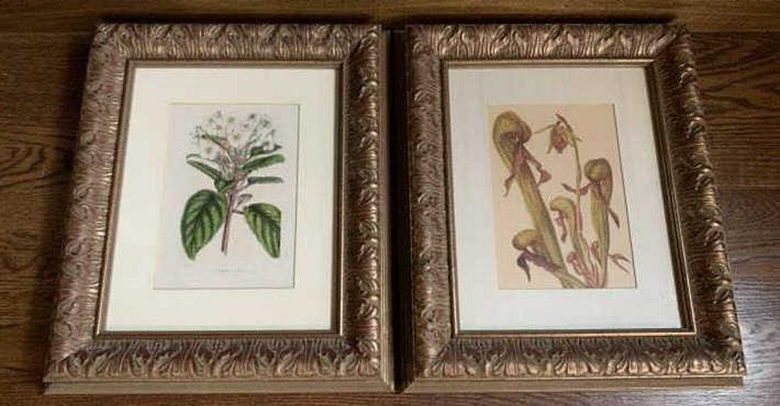 Pair Professionally Framed Botanical Prints (1 of 5)
