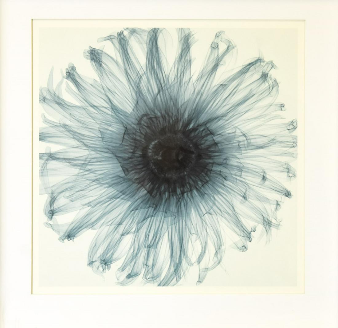 Contemporary Shadow Box Framed Dahlia X-ray Photo (1 of 9)