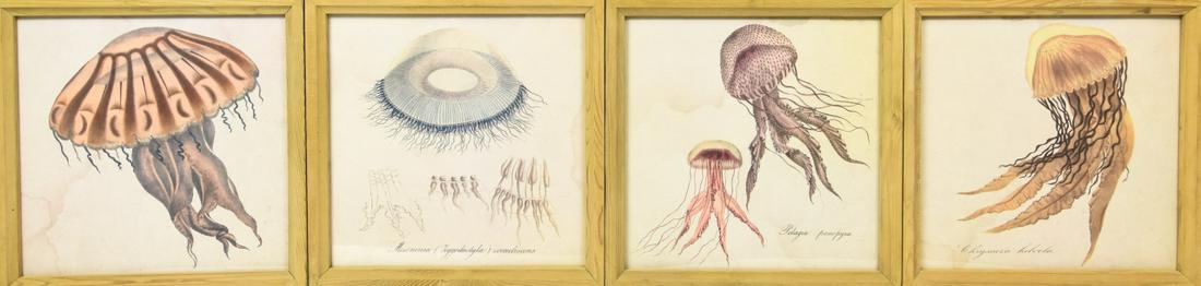 Framed Antique Hand Colored Lithographs Jelly Fish (1 of 7)