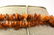 49 Inch Necklace Strand of Amber Beads - 7
