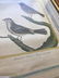 Antique 18th C French Ornithological / Bird Print - 2