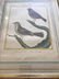 Antique 18th C French Ornithological / Bird Print - 3