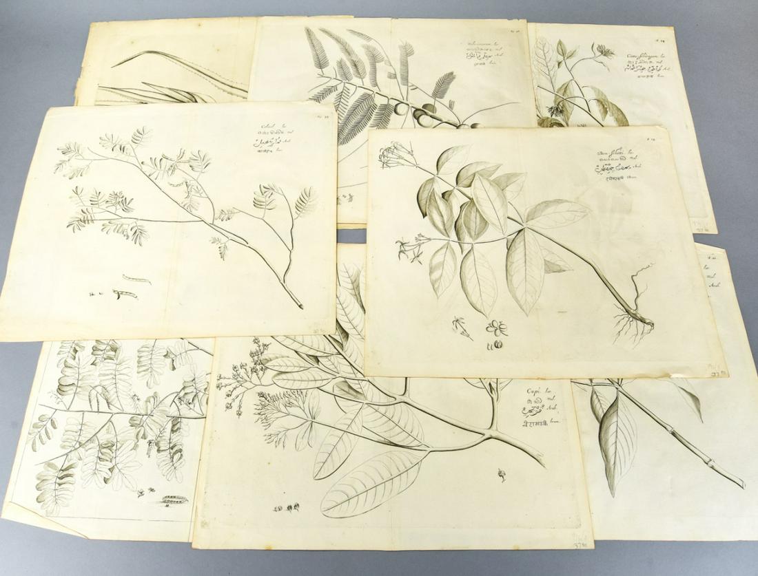 Collection of Antique Arabic Botanical Engravings (1 of 9)