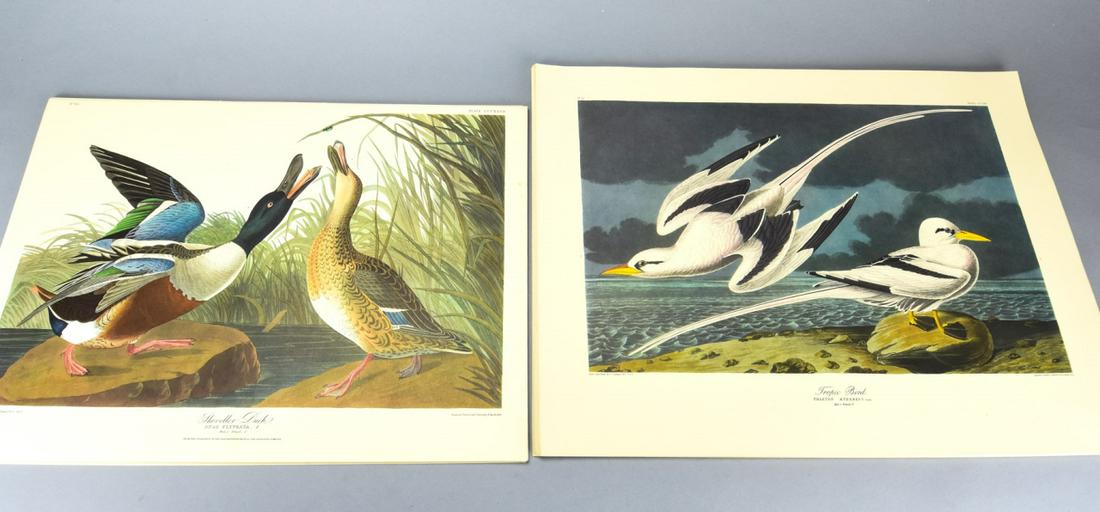 Collection of Vintage Audubon Bird Engravings (1 of 7)