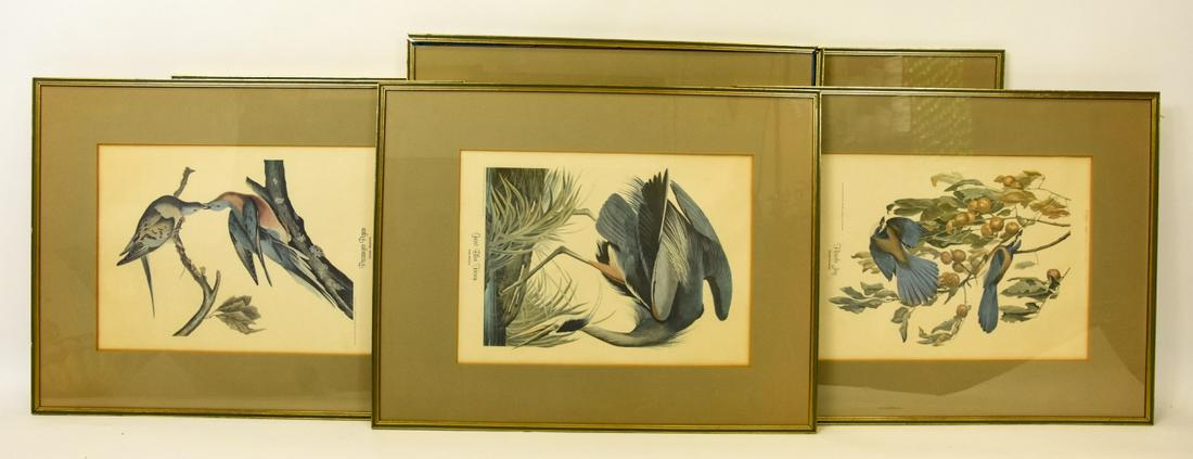 6 Framed Audubon North American Bird Engravings (1 of 6)