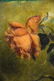 Signed C 1942 Oil Painting of a Rose - 2