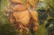Signed C 1942 Oil Painting of a Rose - 4