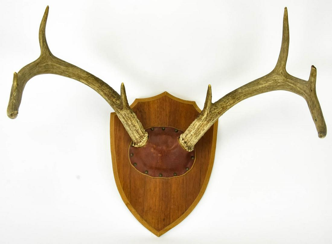 Antique Black Forest Style Deer Antlers on Shield (1 of 7)