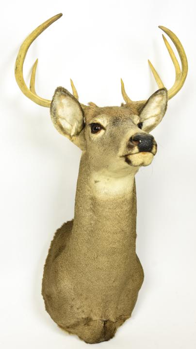 Taxidermy 4 Point Stag Deer Head Mount (1 of 6)