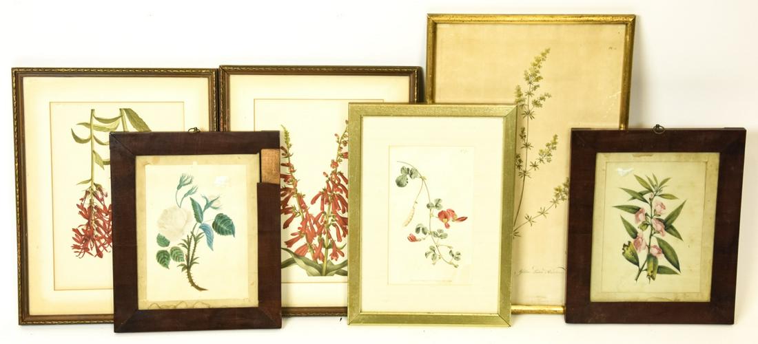 Collection Antique Framed Botanical Engravings (1 of 5)
