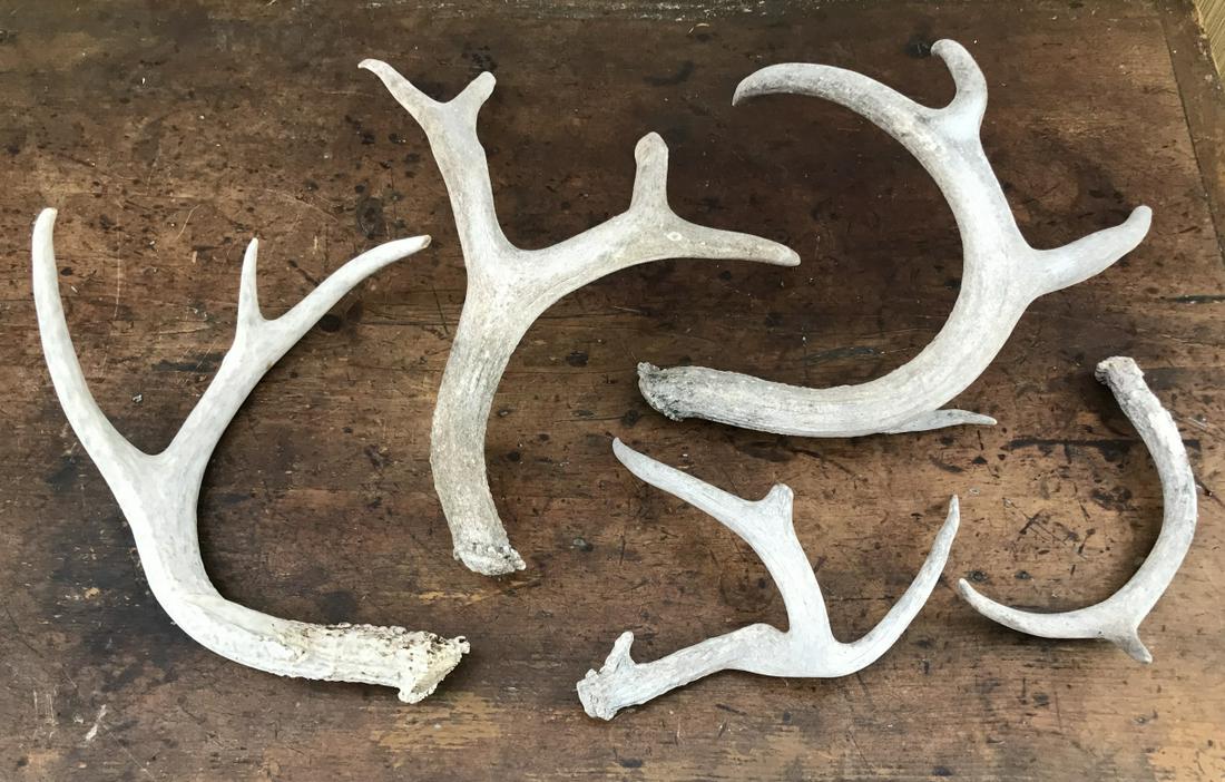 Collection of Naturally Shed Deer Antlers (1 of 1)