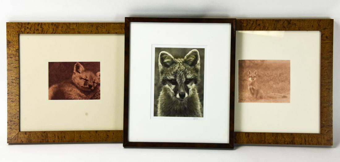 3 Framed Fox Theme Prints & Signed Photograph (1 of 5)