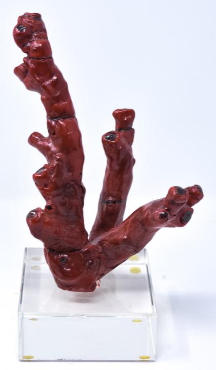 Modern Faux Coral Branch Table Sculpture (1 of 6)
