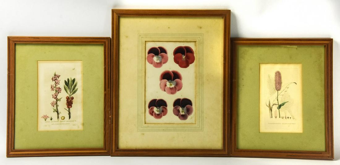 3 Framed Botanical Specimen Motif Prints (1 of 5)