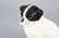 Antique German C 1900 Painted Bisque Dog - 2