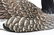 Replica Canada Goose Duck Decoy by J B Garton - 3