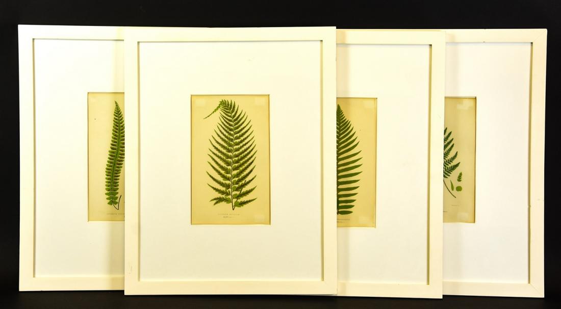 Collection W. Dickes Antique Fern Lithographs (1 of 9)