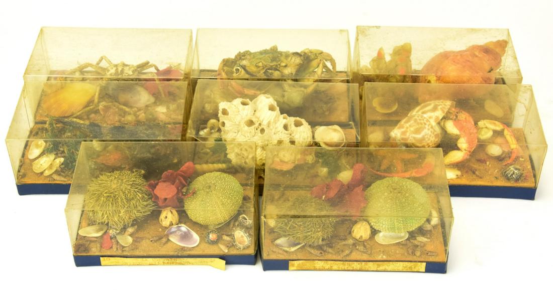 Early 20th C Hand Made Specimen Shadow Boxes (1 of 9)