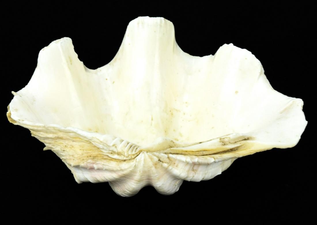 Large Scale Natural Specimen Clam Sea Shell (1 of 7)