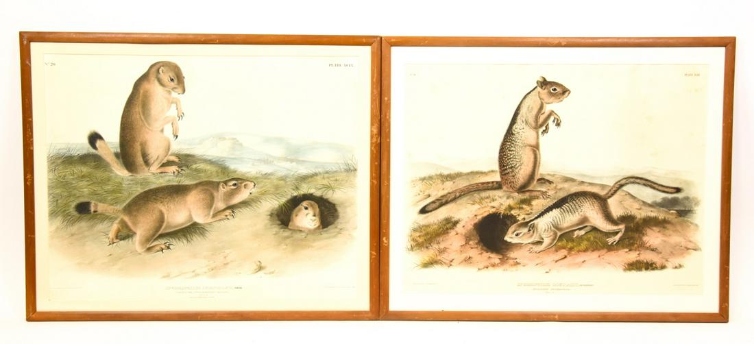 Pair Antique JT Bowen After Audubon Lithographs (1 of 9)