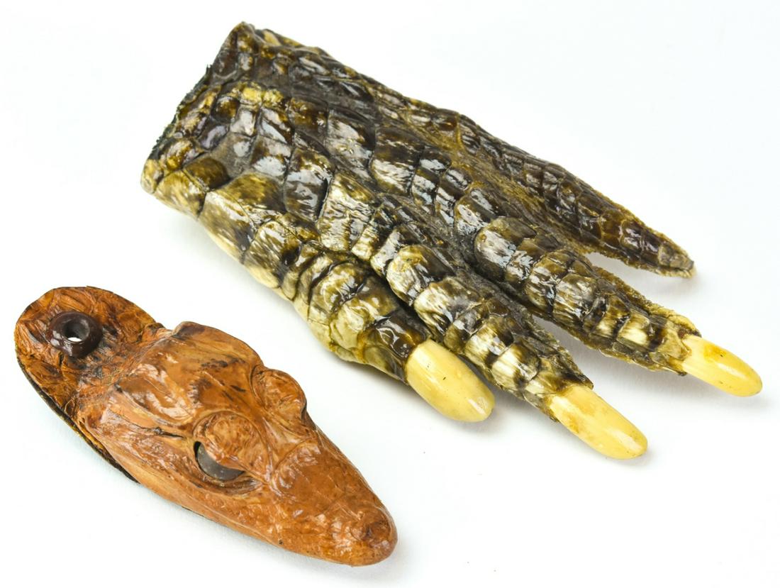 Vintage Natural Specimen Alligator Head & Hand (1 of 5)