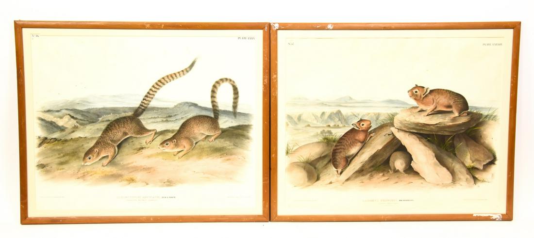 Pair Antique JT Bowen After Audubon Lithographs (1 of 8)
