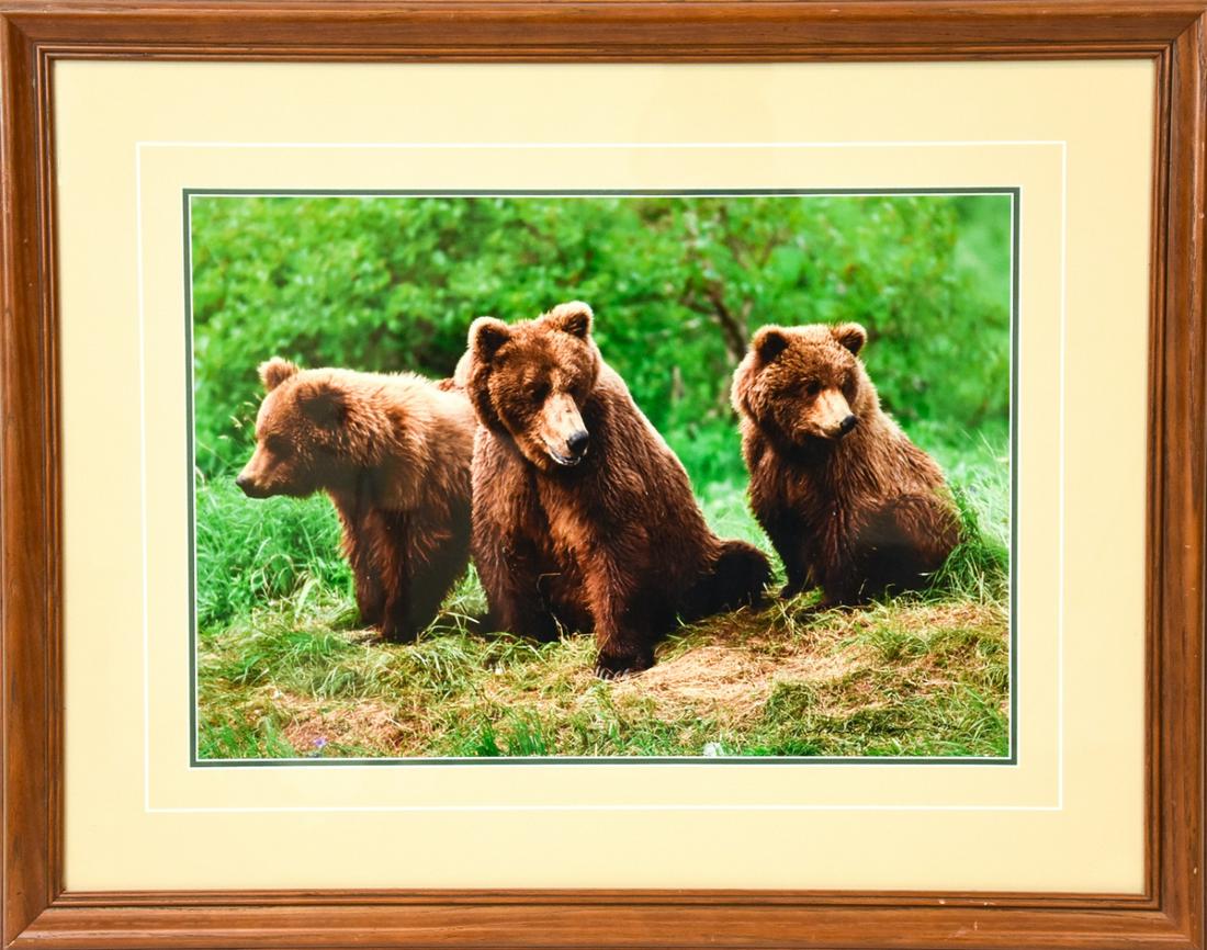 Framed Thomas D. Mangelsen Brown Bears Photograph (1 of 9)