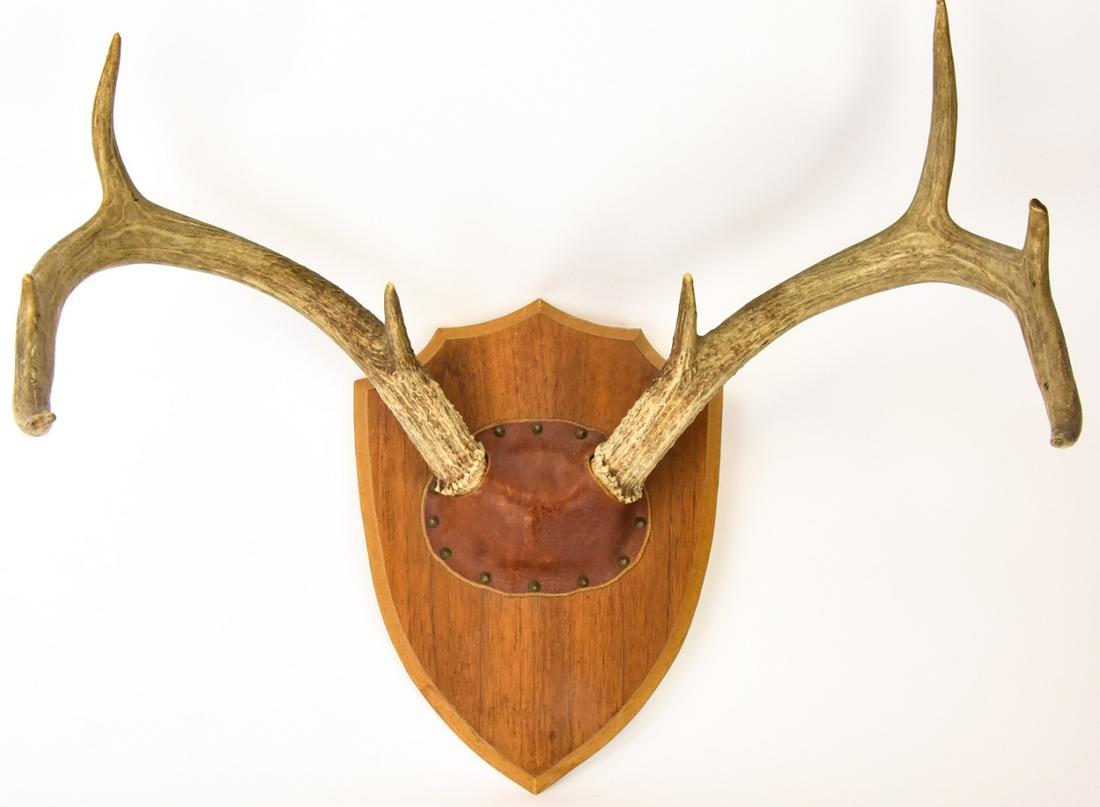 Antique Black Forest Style Mounted Deer Horns (1 of 7)