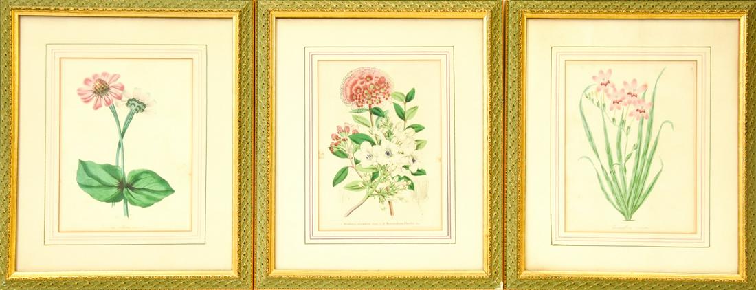 Set 3 G. Severeyns Flower Study Lithographs (1 of 8)