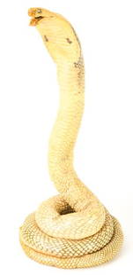 Antique Natural Albino Cobra Taxidermy Specimen: Antique Natural Albino Cobra Taxidermy Specimen. Measures 13.5 inches in height.