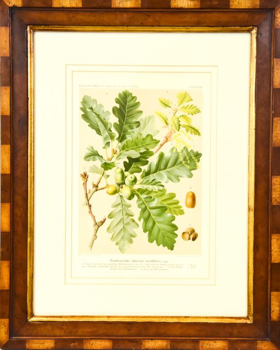 Trowbridge Framed Oak Tree & Acorn Botanical (1 of 9)